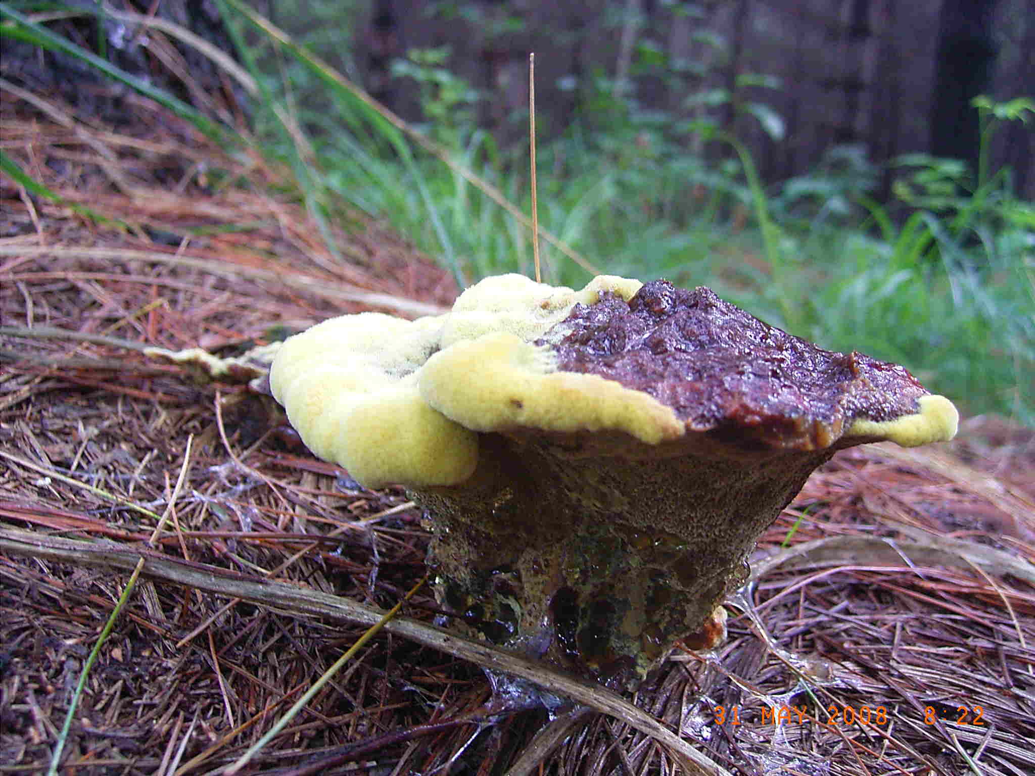 Nel Parco delle Groane